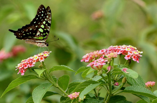 Butterfly park belvai
